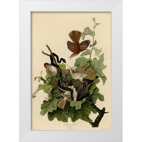 Ferruginous Thrush White Modern Wood Framed Art Print by Vintage Apple Collection