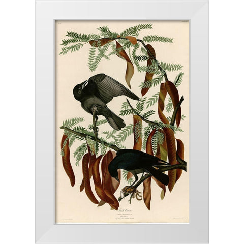 Fish Crow White Modern Wood Framed Art Print by Vintage Apple Collection