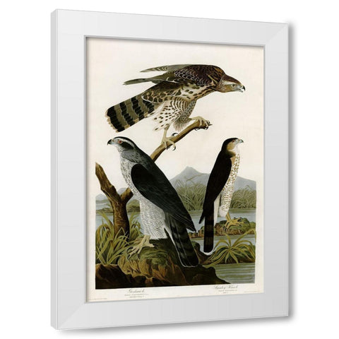 Goshawk Stanley Hawk White Modern Wood Framed Art Print by Vintage Apple Collection