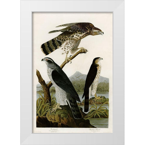 Goshawk Stanley Hawk White Modern Wood Framed Art Print by Vintage Apple Collection
