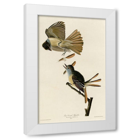 Great Crested Flycatcher White Modern Wood Framed Art Print by Vintage Apple Collection