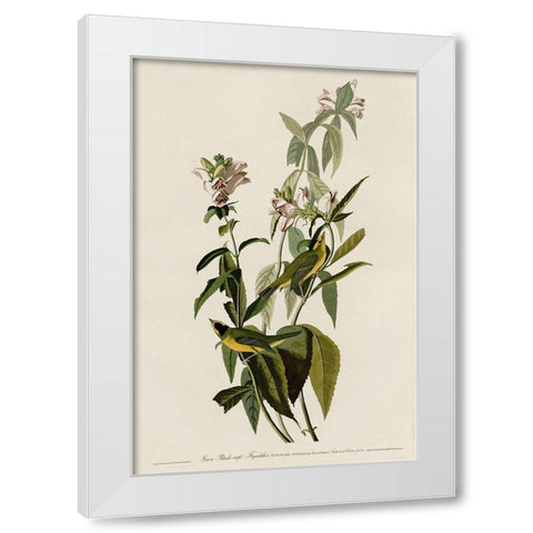 Greenblack-Capt Flycatcher White Modern Wood Framed Art Print by Vintage Apple Collection