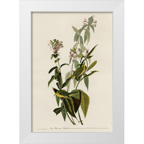 Greenblack-Capt Flycatcher White Modern Wood Framed Art Print by Vintage Apple Collection