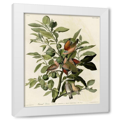 Ground Dove White Modern Wood Framed Art Print by Vintage Apple Collection