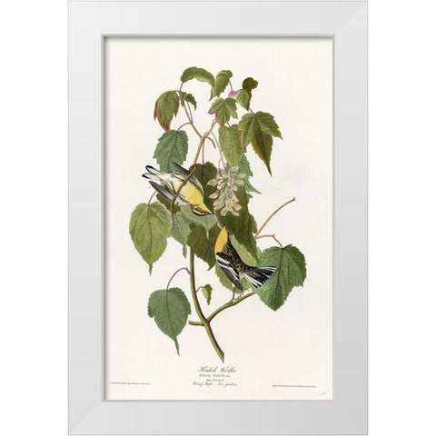 Hemlock Warbler White Modern Wood Framed Art Print by Vintage Apple Collection