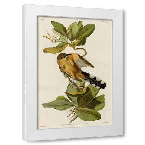 Mangrove Cuckoo White Modern Wood Framed Art Print by Vintage Apple Collection