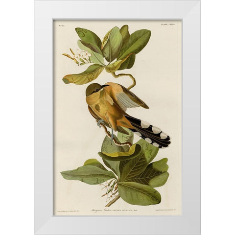 Mangrove Cuckoo White Modern Wood Framed Art Print by Vintage Apple Collection