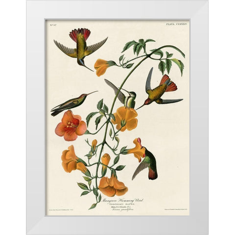 Mangrove Hummingbird White Modern Wood Framed Art Print by Vintage Apple Collection