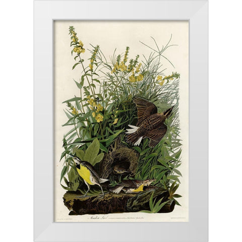 Meadow Lark White Modern Wood Framed Art Print by Vintage Apple Collection