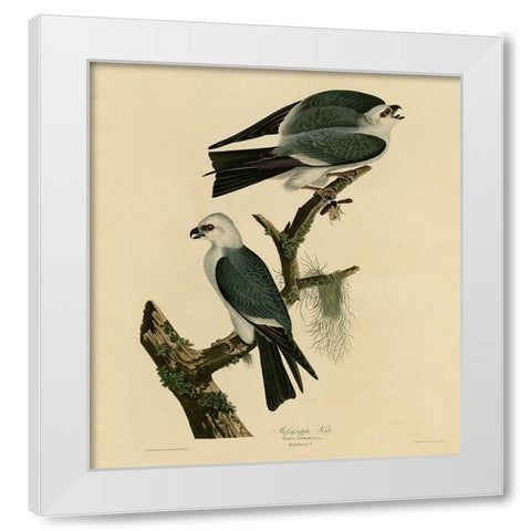 Mississippi Kite White Modern Wood Framed Art Print by Vintage Apple Collection
