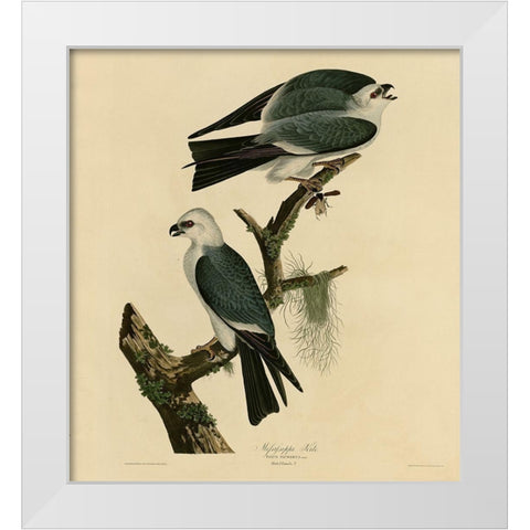 Mississippi Kite White Modern Wood Framed Art Print by Vintage Apple Collection