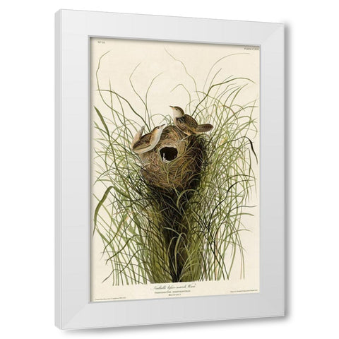 Nuttalls Lesser-Marsh Wren White Modern Wood Framed Art Print by Vintage Apple Collection
