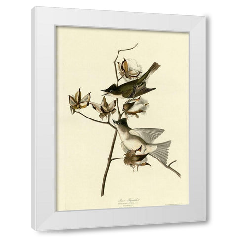 Pewit Flycatcher White Modern Wood Framed Art Print by Vintage Apple Collection