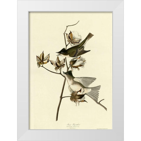 Pewit Flycatcher White Modern Wood Framed Art Print by Vintage Apple Collection