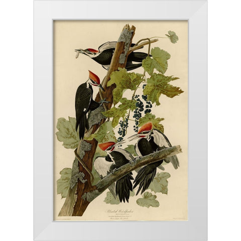 Pileated Woodpecker White Modern Wood Framed Art Print by Vintage Apple Collection