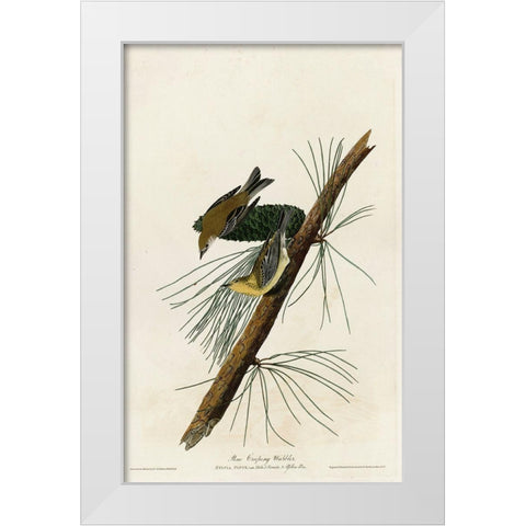 Pine Creeping Warbler White Modern Wood Framed Art Print by Vintage Apple Collection