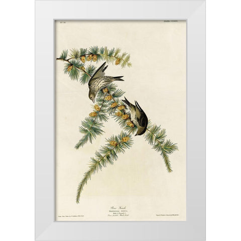 Pine Finch White Modern Wood Framed Art Print by Vintage Apple Collection