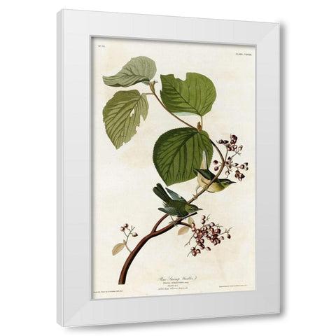 Pine Swamp Warbler White Modern Wood Framed Art Print by Vintage Apple Collection