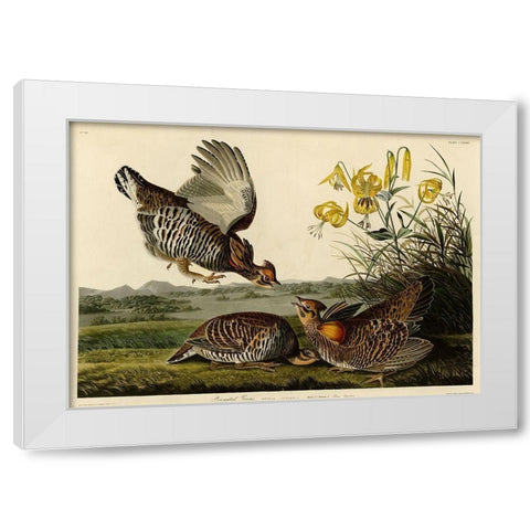 Pinnated Grouse White Modern Wood Framed Art Print by Vintage Apple Collection