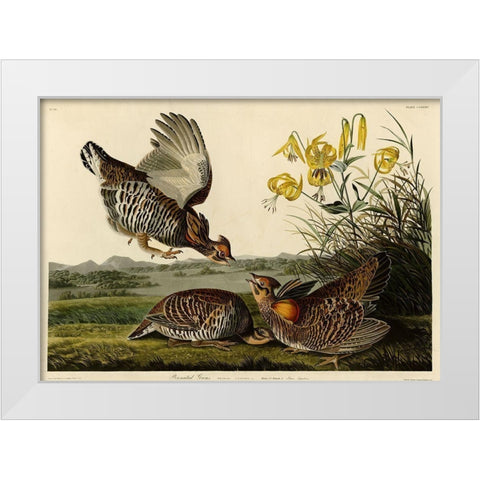 Pinnated Grouse White Modern Wood Framed Art Print by Vintage Apple Collection