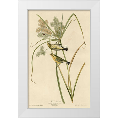 Prairie Warbler White Modern Wood Framed Art Print by Vintage Apple Collection
