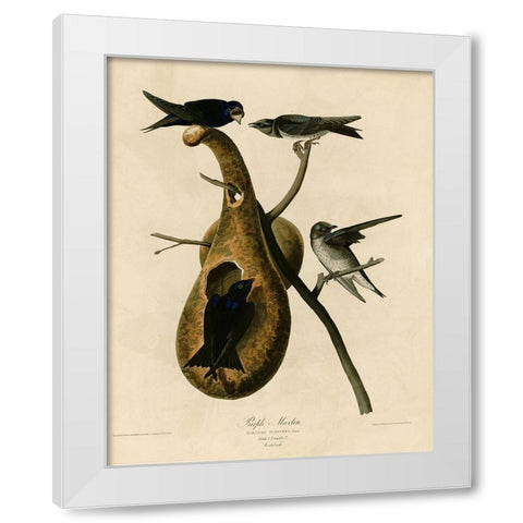 Purple Martin White Modern Wood Framed Art Print by Vintage Apple Collection