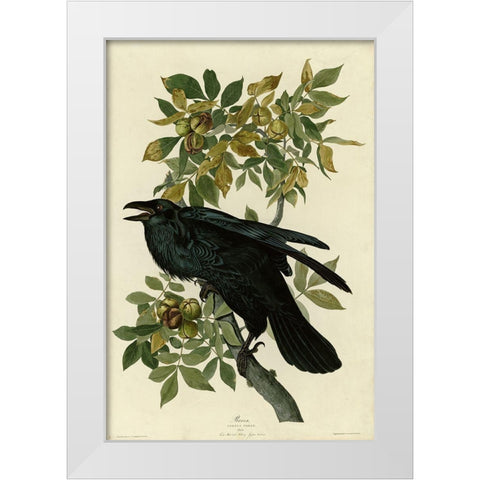 Raven White Modern Wood Framed Art Print by Vintage Apple Collection