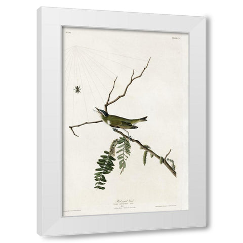 Red Eyed Vireo White Modern Wood Framed Art Print by Vintage Apple Collection