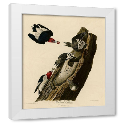 Red Headed Woodpecker White Modern Wood Framed Art Print by Vintage Apple Collection