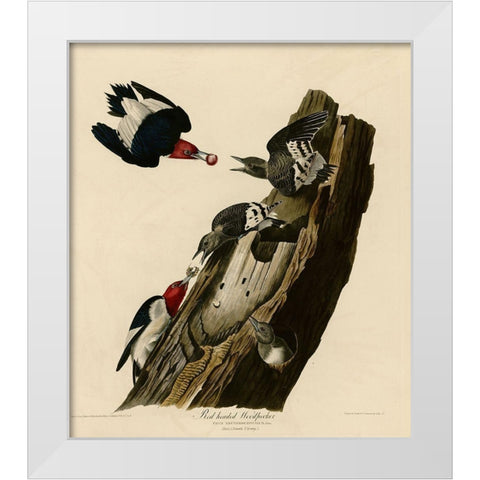 Red Headed Woodpecker White Modern Wood Framed Art Print by Vintage Apple Collection