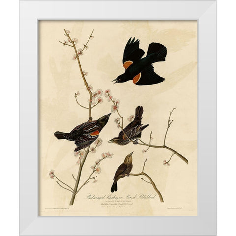 Redwinged Starling White Modern Wood Framed Art Print by Vintage Apple Collection