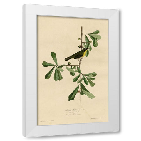 Roscoesyellow Throat White Modern Wood Framed Art Print by Vintage Apple Collection