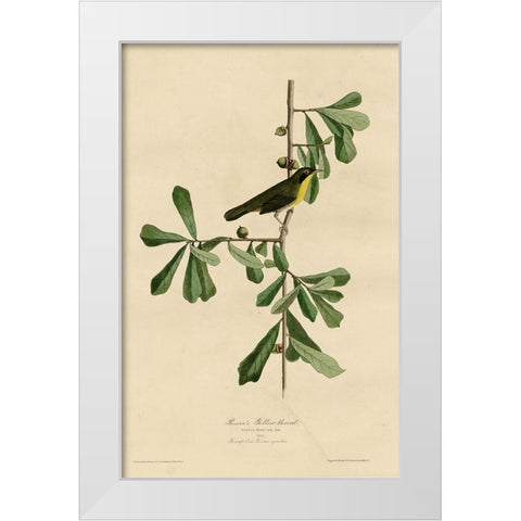 Roscoesyellow Throat White Modern Wood Framed Art Print by Vintage Apple Collection