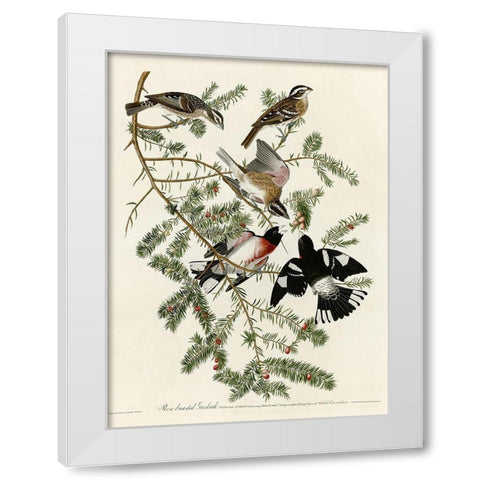 Rose Breasted Grosbeak White Modern Wood Framed Art Print by Vintage Apple Collection