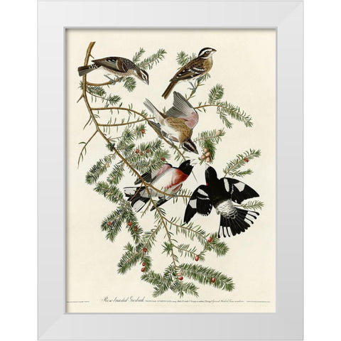 Rose Breasted Grosbeak White Modern Wood Framed Art Print by Vintage Apple Collection