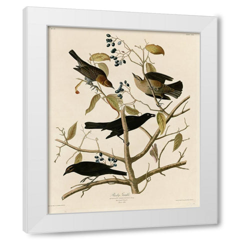 Rusty Grakle White Modern Wood Framed Art Print by Vintage Apple Collection