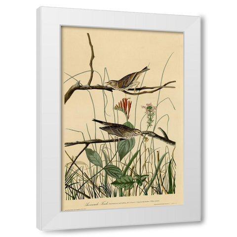 Savannah Finch White Modern Wood Framed Art Print by Vintage Apple Collection