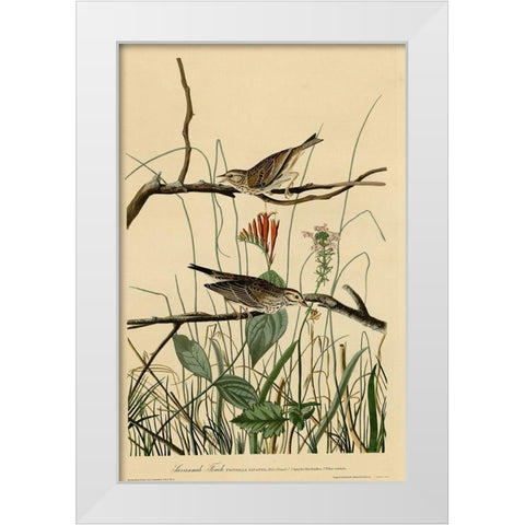 Savannah Finch White Modern Wood Framed Art Print by Vintage Apple Collection