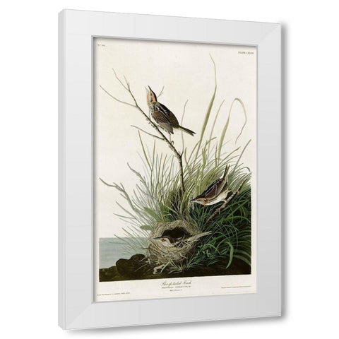 Sharp Tailed Finch White Modern Wood Framed Art Print by Vintage Apple Collection
