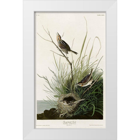 Sharp Tailed Finch White Modern Wood Framed Art Print by Vintage Apple Collection