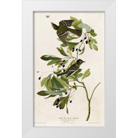 Small Green Crested Flycatcher White Modern Wood Framed Art Print by Vintage Apple Collection