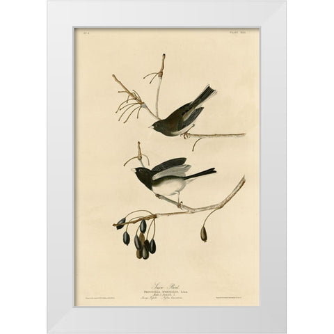 Snowbird White Modern Wood Framed Art Print by Vintage Apple Collection