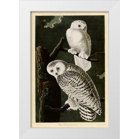 Snowy Owl White Modern Wood Framed Art Print by Vintage Apple Collection