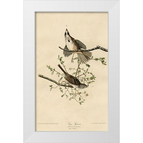 Song Sparrow White Modern Wood Framed Art Print by Vintage Apple Collection