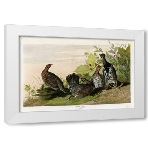 Spotted Grouse White Modern Wood Framed Art Print by Vintage Apple Collection