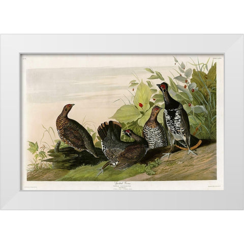 Spotted Grouse White Modern Wood Framed Art Print by Vintage Apple Collection