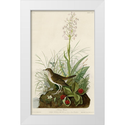 Tawny Thrush White Modern Wood Framed Art Print by Vintage Apple Collection