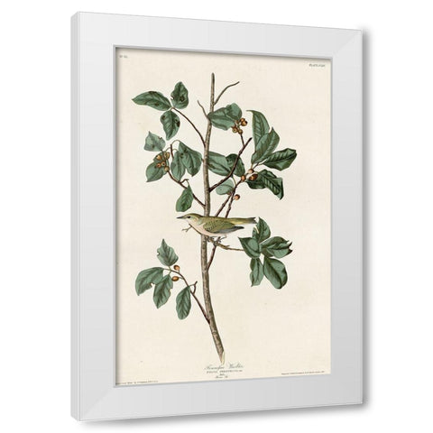 Tennessee Warbler White Modern Wood Framed Art Print by Vintage Apple Collection