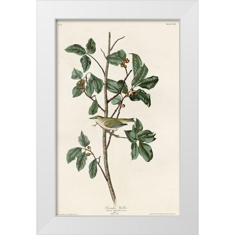 Tennessee Warbler White Modern Wood Framed Art Print by Vintage Apple Collection