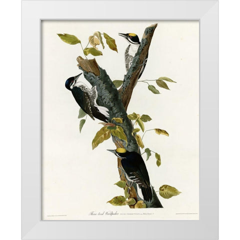 Three Toed Woodpecker White Modern Wood Framed Art Print by Vintage Apple Collection